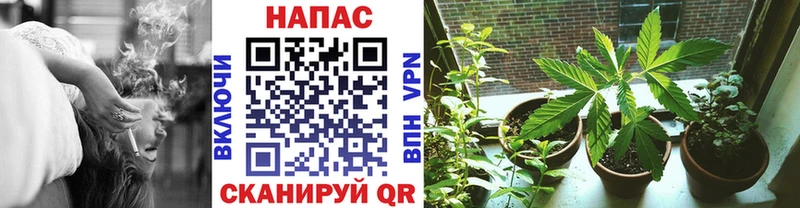 Канабис OG Kush купить Таруса